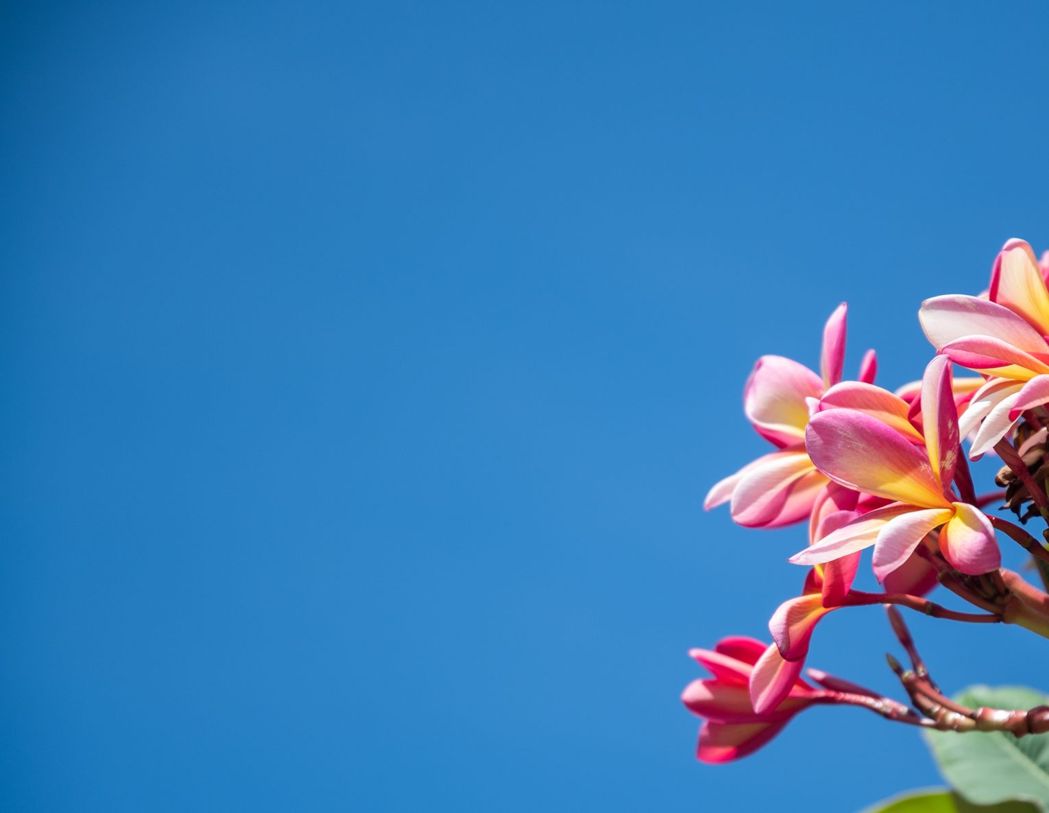 pink and yellow flowers with blue sky background at mycomeditations retreat