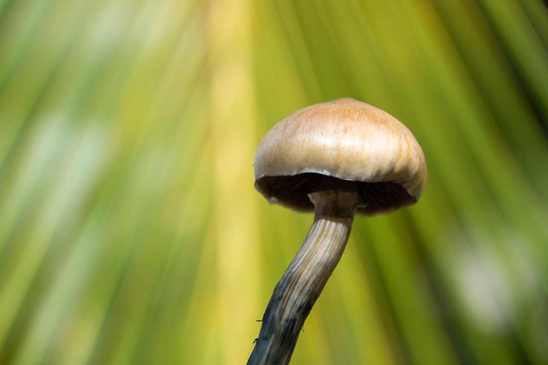 A psilocybin mushroom in front of a palm leaf.