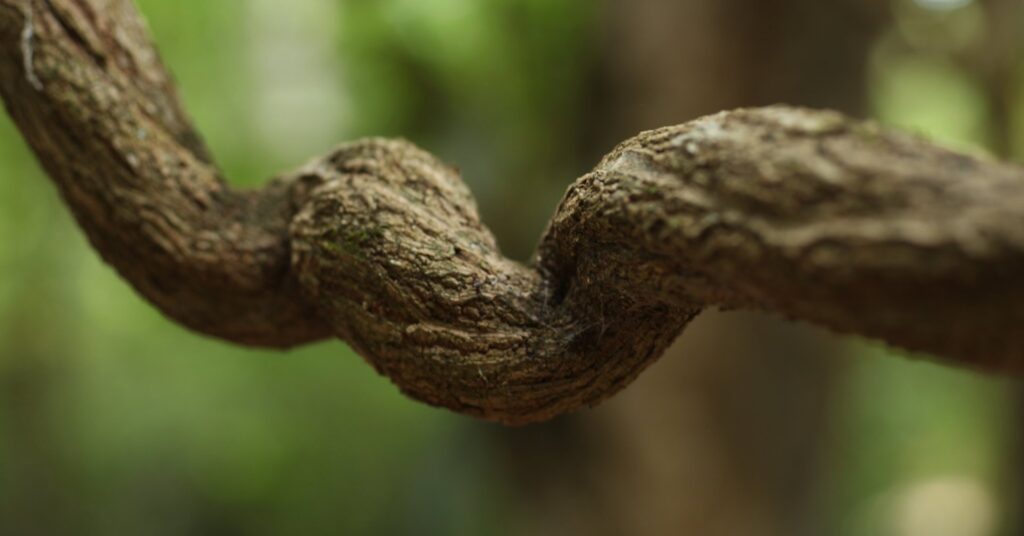 A close-up picture of an ayahuasca vine.