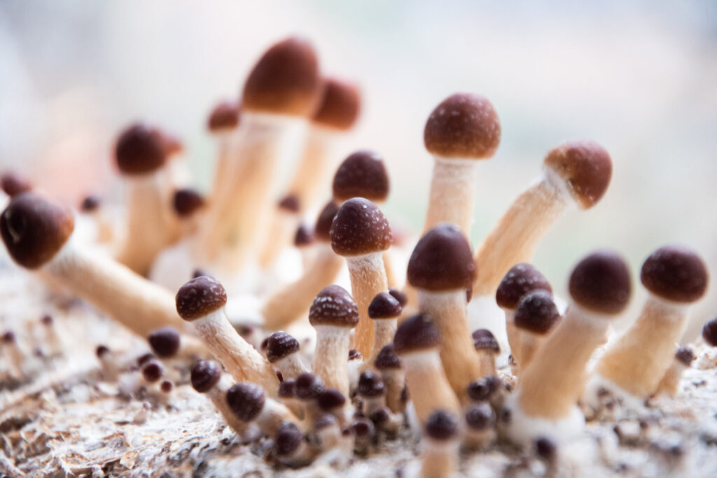 psilocybin mushrooms growing from substrate