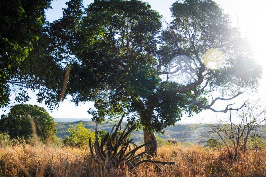 lignum vitae tree in rural jamaica