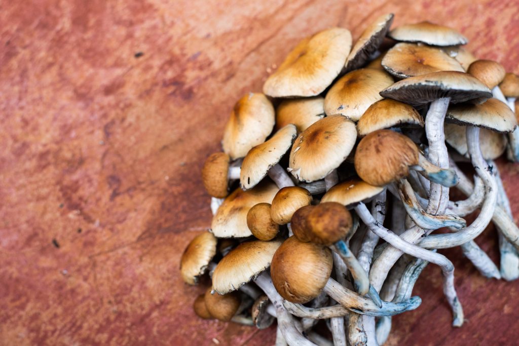 psilocybin mushrooms used in end-of-life distress