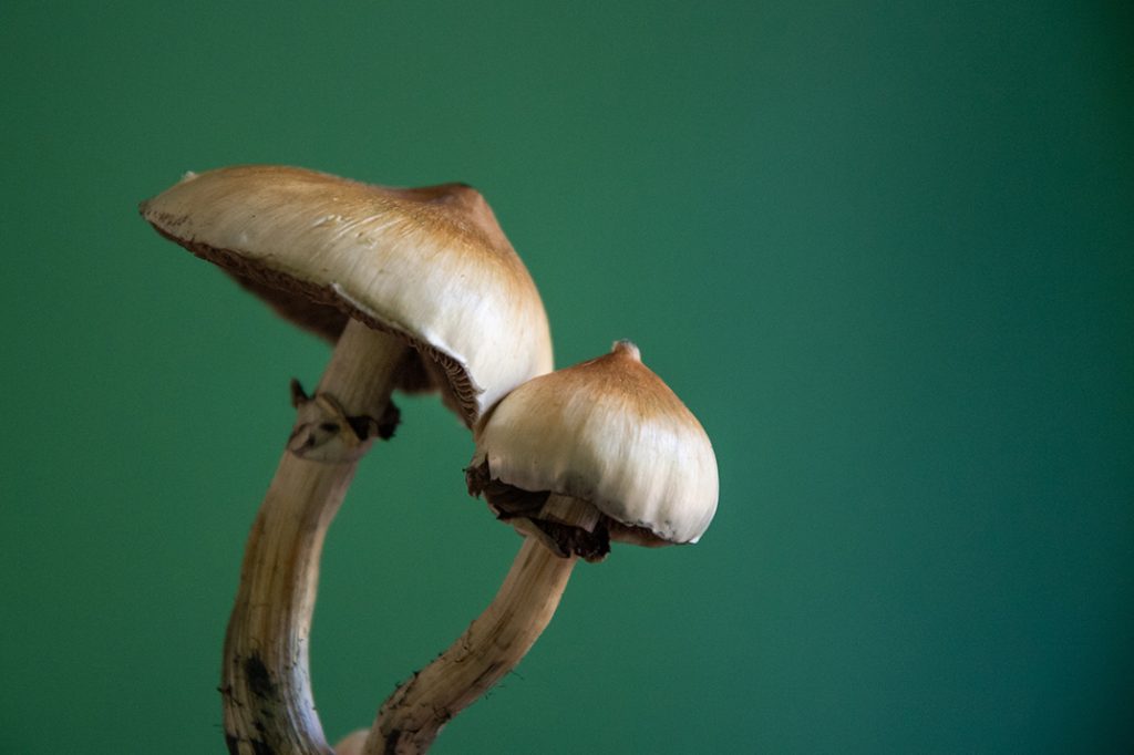 Psilocybin mushrooms like those used in therapeutic retreats for OCS