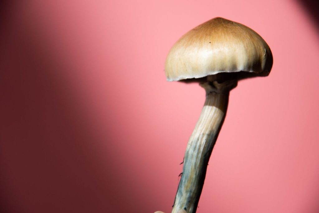 One psilocybin mushroom in front of a pink background.