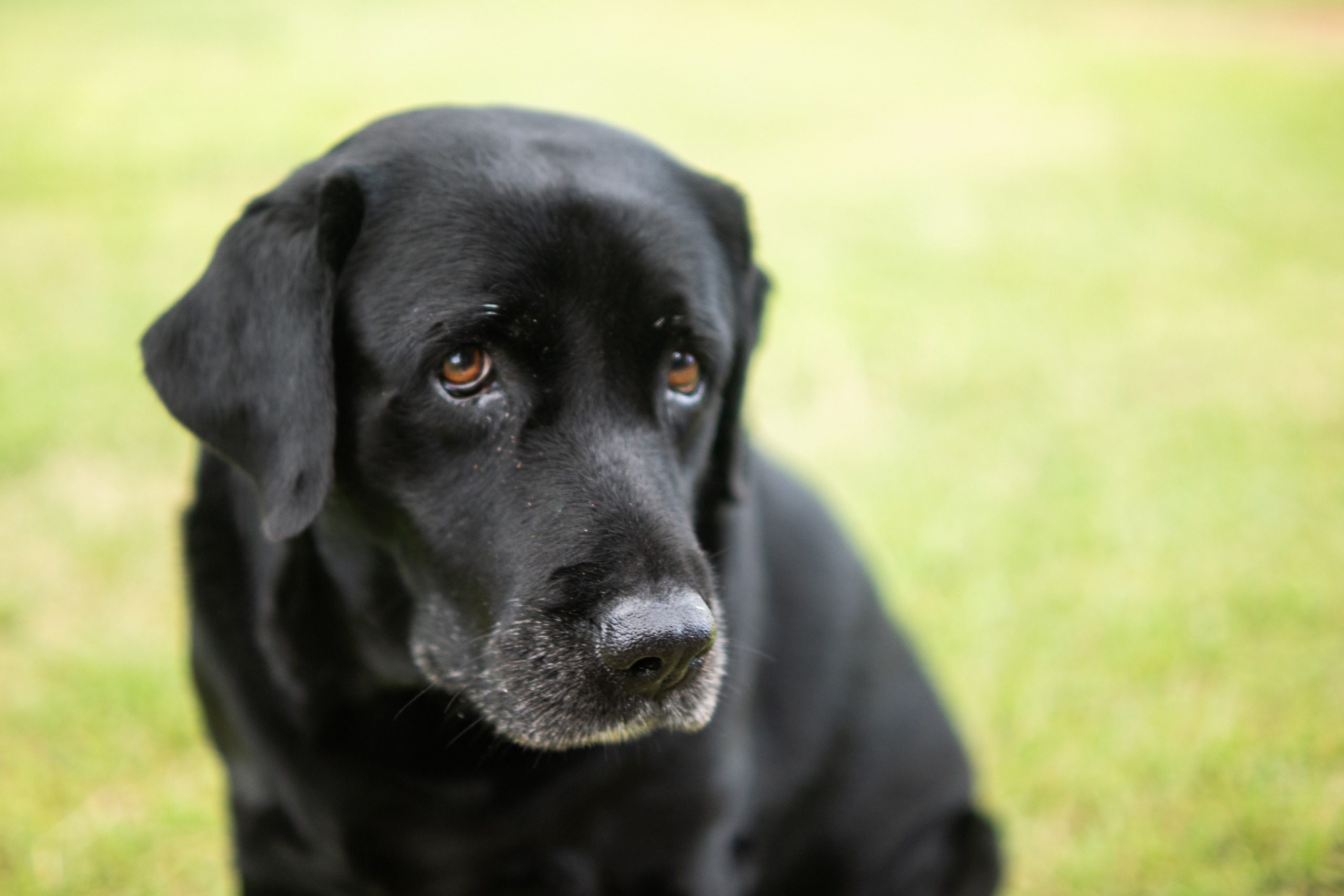black labrador on grass at mycomeditations retreat in jamaica