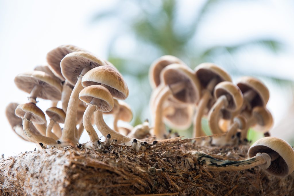 psilocybin mushrooms growing on substrate