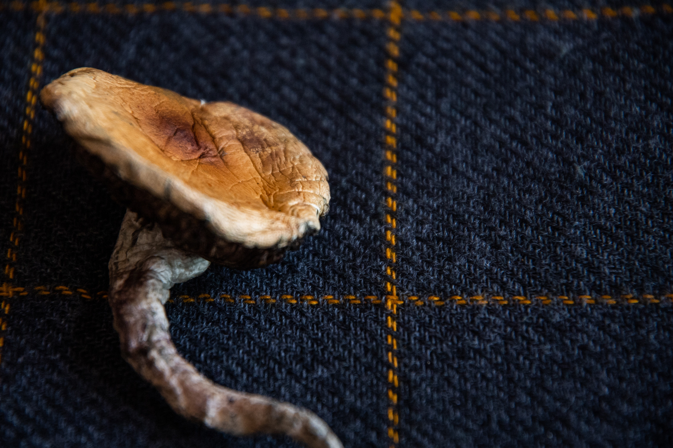 A dried psilocybin mushroom on a navy blue fabric cloth