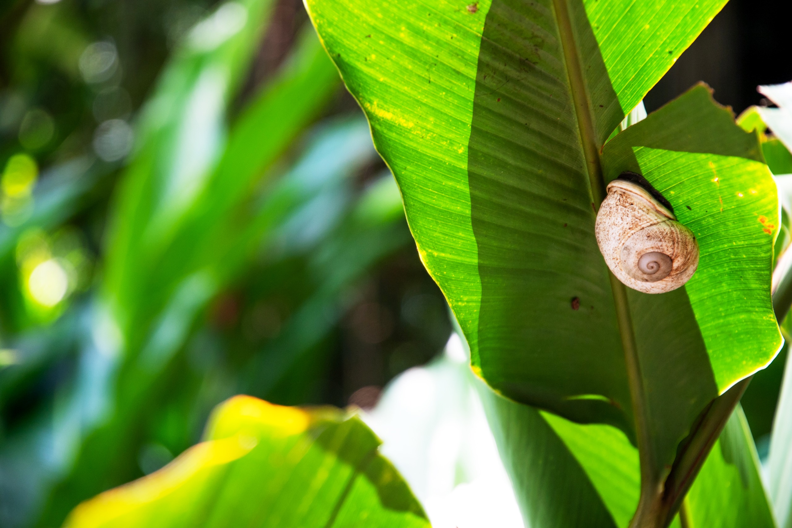 A snail on a banana leaf at MycoMeditations