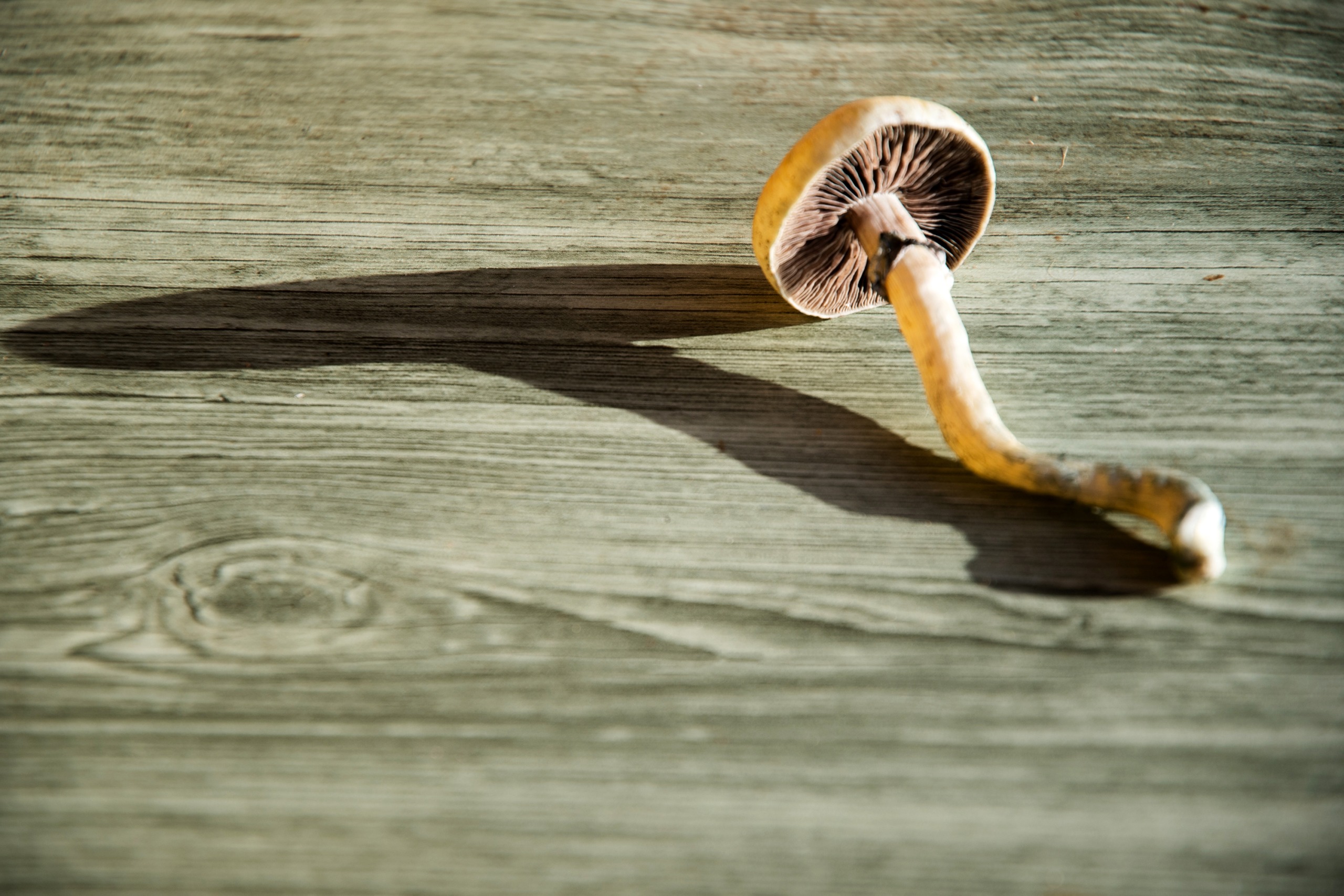 A psilocybin mushroom on a table casting a shadow