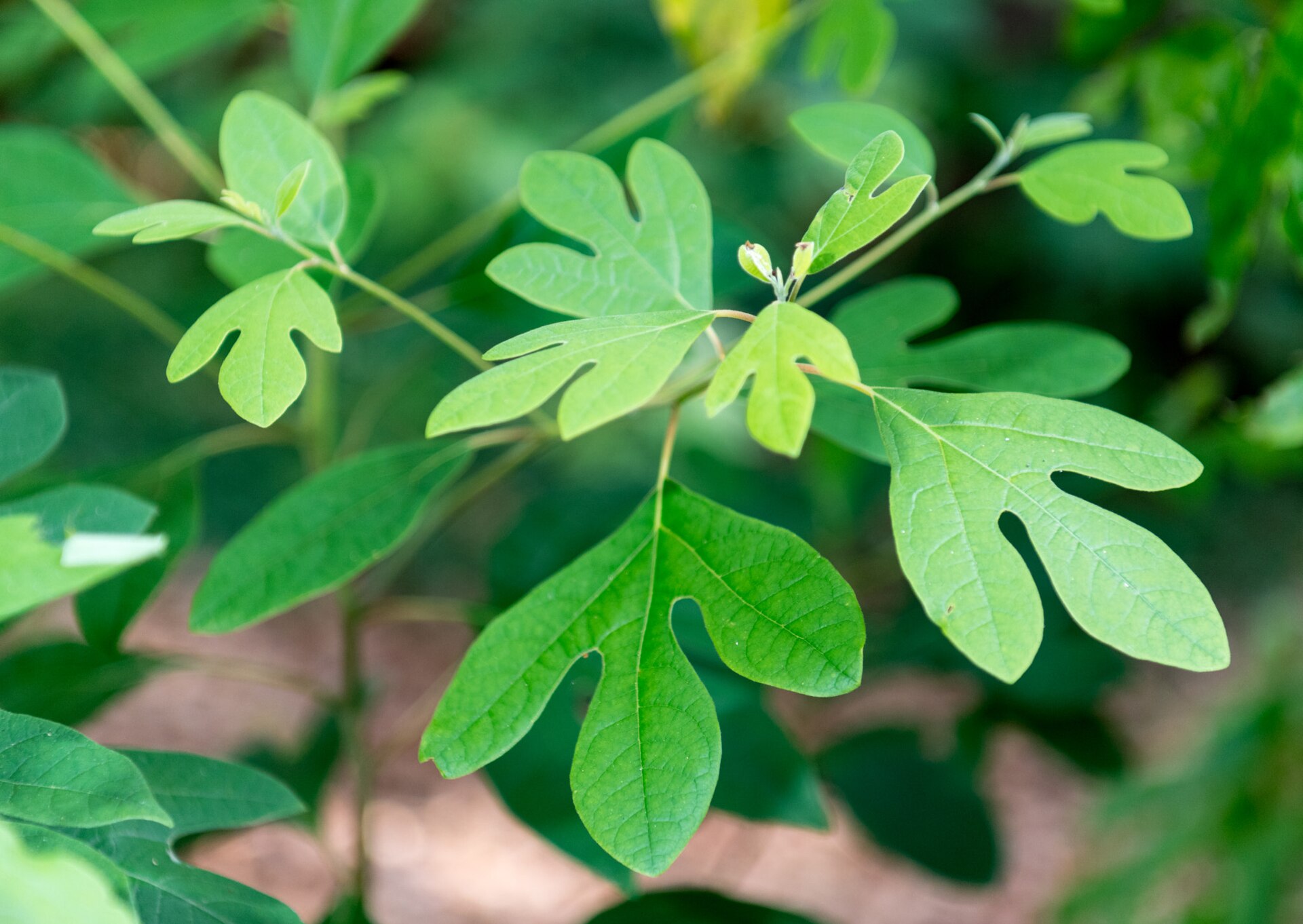 Leaves of a sassafras tree, which MDMA is commonly derived from.