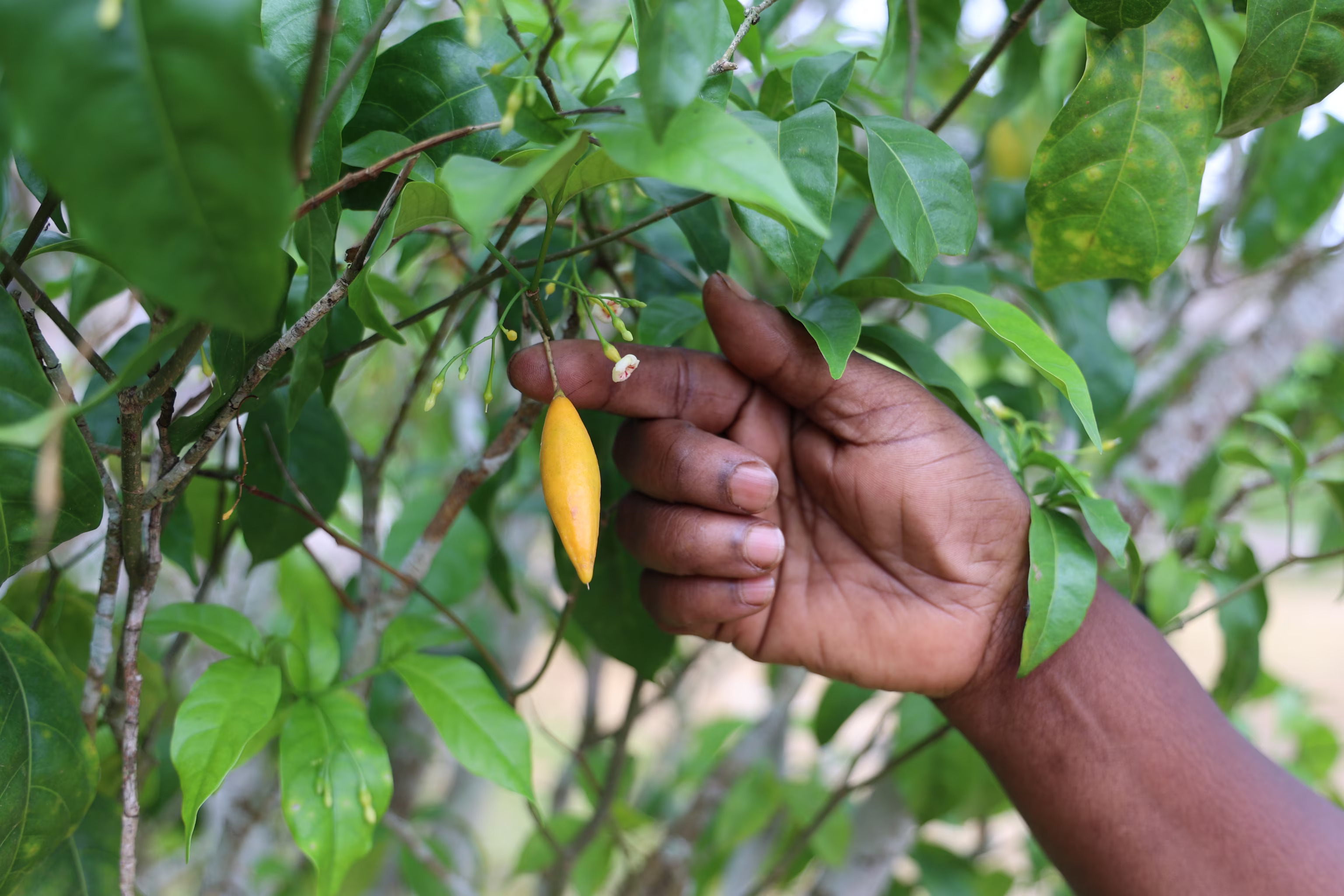 A person reaching out with their finger touching an iboga plant.