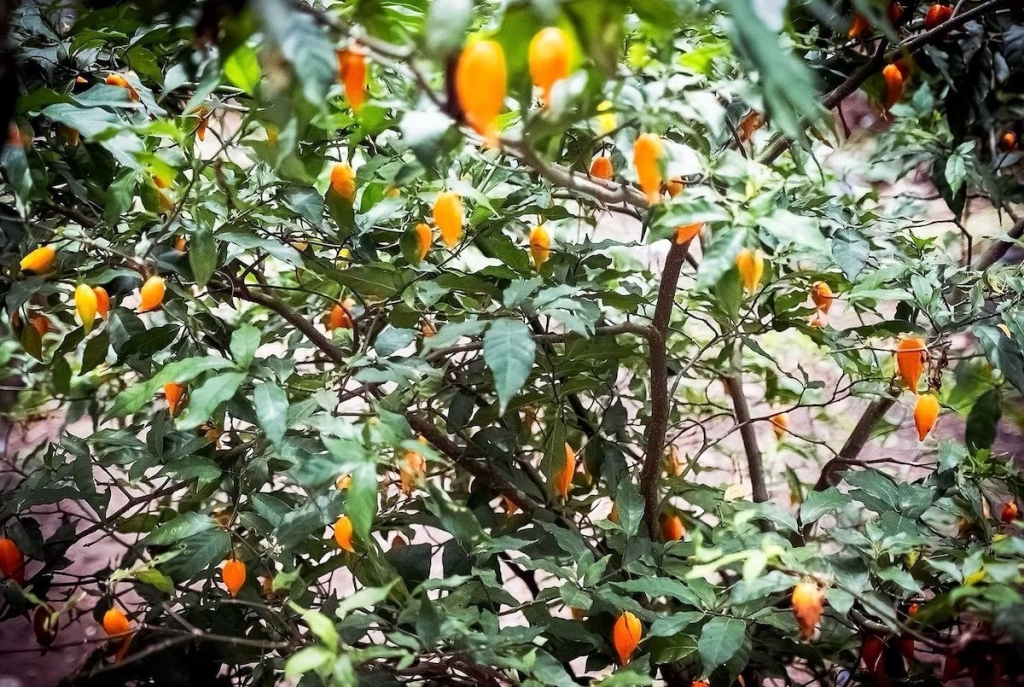 An iboga shrub, the plant that contains ibogaine.