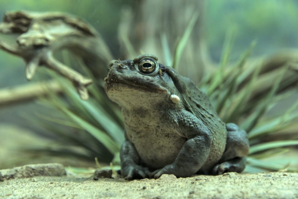 A Sonoran Desert toad standing on the sand with a small cactus behind it.