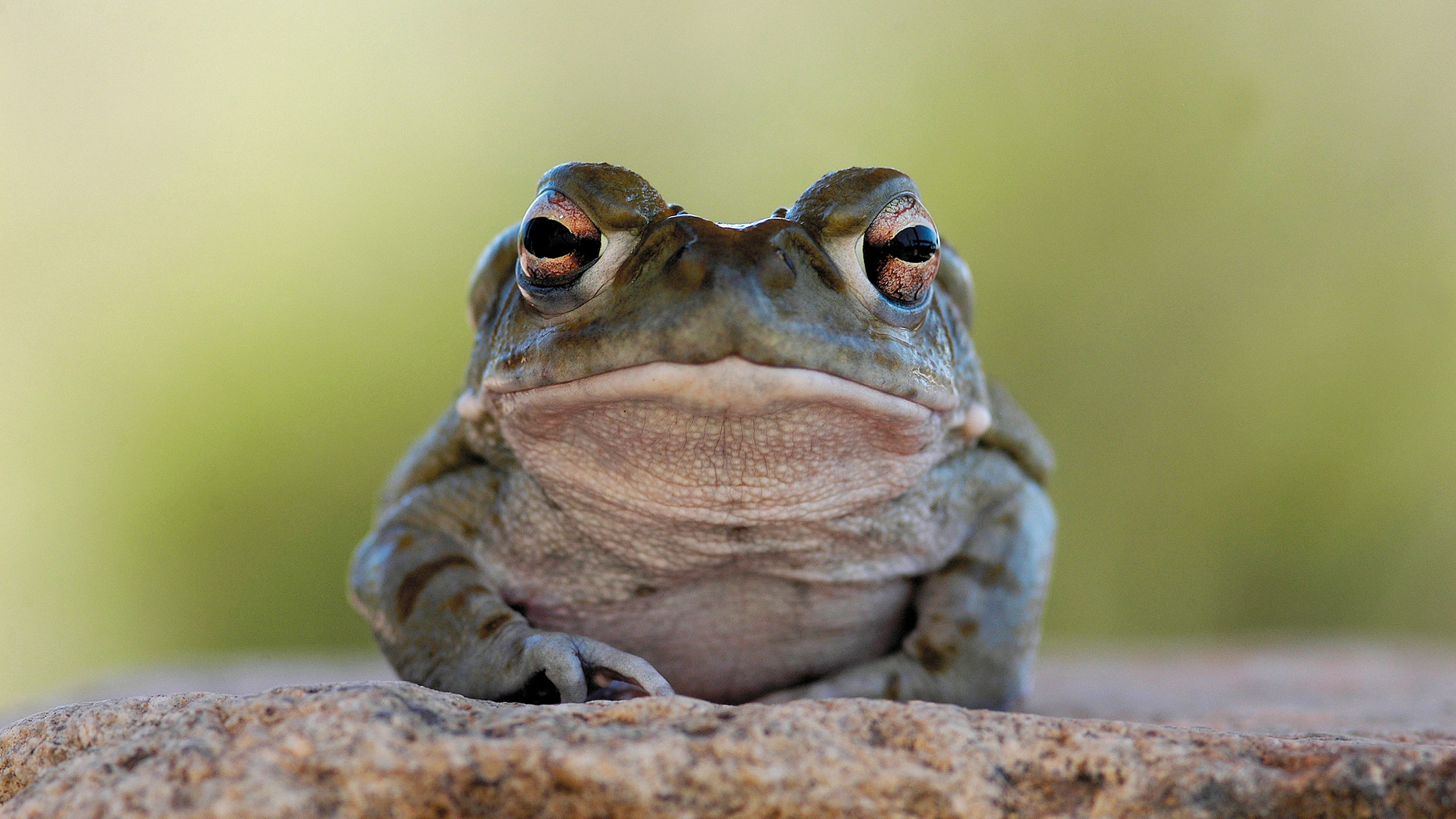 A Colorado River toad (Incilius alvarius) standing on a rock