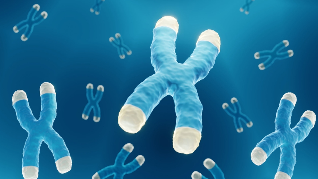 Graphic that highlights the telomeres at the end of chromosomes.