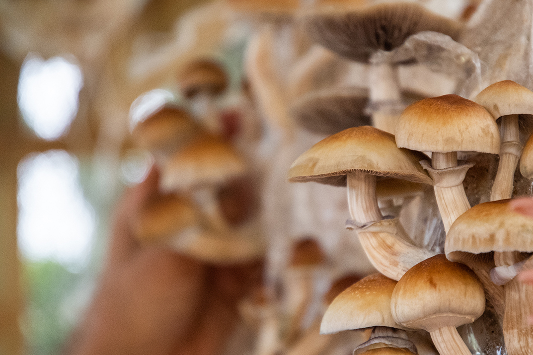 Psilocybin mushrooms growing out of grain bags